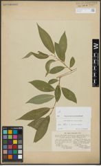 Foto von Salix alba L. x Salix pentandra L.
